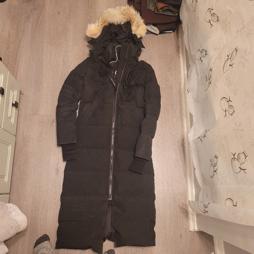 Canada goose